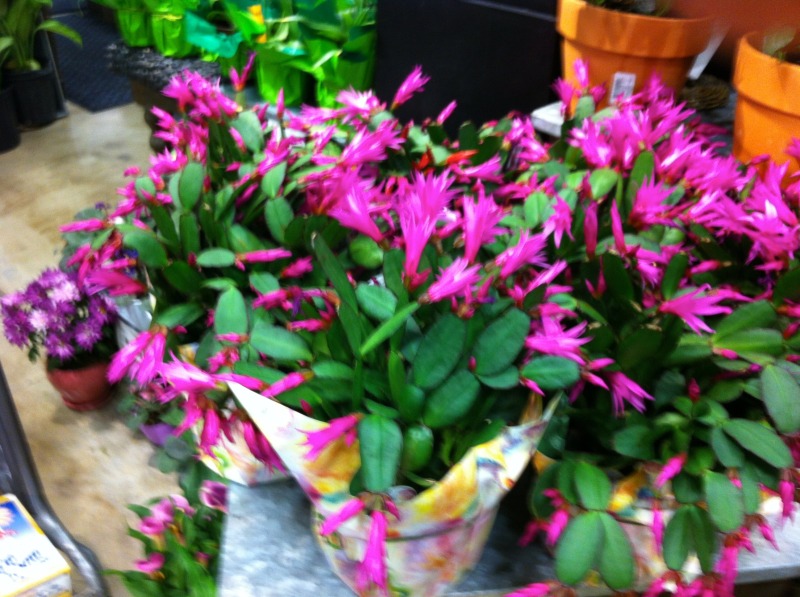 2012/00(Landscaping)/800x600_2012-04-02 Zygo Cactus.jpg
